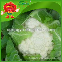 2016 fresh white broccoli farm cauliflower A